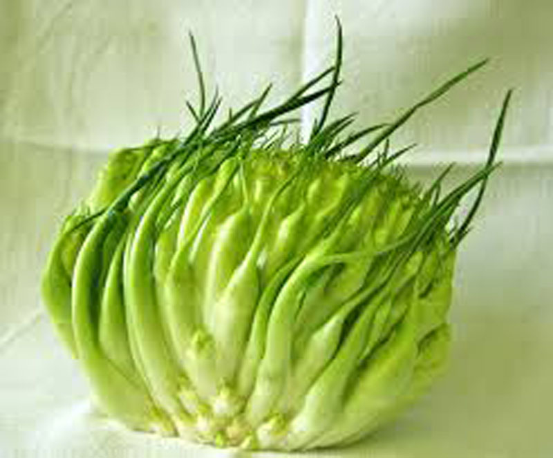 Le puntarelle una tipica verdura della cucina romana dalle ottime virtù nutrizionali.